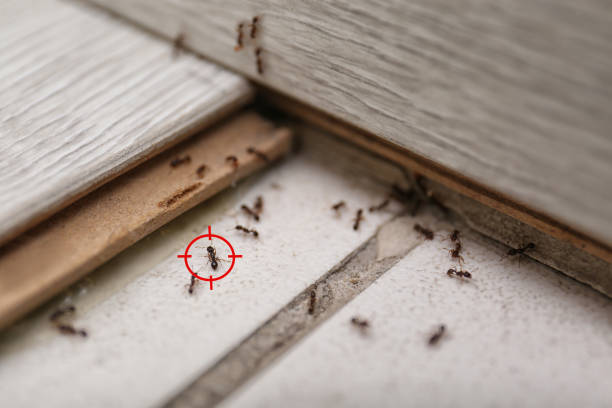 Best Rat Extermination Near Me  in Moriches, NY