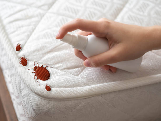 Best Mosquito Control Services  in Moriches, NY